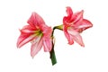 Red amaryllis flower Royalty Free Stock Photo