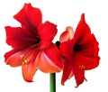 Red Amaryllis Flower Bulbs Royalty Free Stock Photo