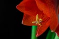 red amaryllis flower closeup shot on a black background Royalty Free Stock Photo