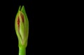 red amaryllis flower closeup shot on a black background Royalty Free Stock Photo