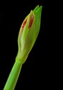 red amaryllis flower closeup shot on a black background Royalty Free Stock Photo