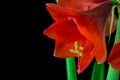 red amaryllis flower closeup shot on a black background Royalty Free Stock Photo