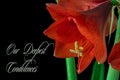 red amaryllis flower closeup shot on a black background Royalty Free Stock Photo