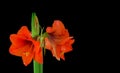 red amaryllis flower closeup shot on a black background Royalty Free Stock Photo