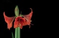 red amaryllis flower closeup shot on a black background Royalty Free Stock Photo