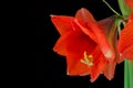 red amaryllis flower closeup shot on a black background Royalty Free Stock Photo