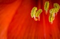 red amaryllis flower closeup shot on a black background Royalty Free Stock Photo