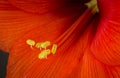 red amaryllis flower closeup shot on a black background Royalty Free Stock Photo