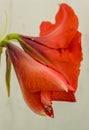 Red amaryllis flower closeup shot on a white  background Royalty Free Stock Photo