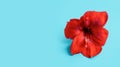 Red Amaryllis Flower on green blue background. Spa wellness template. Royalty Free Stock Photo