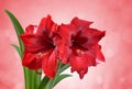 Red Amaryllis flower. Royalty Free Stock Photo