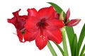 Red Amaryllis flower with green leaves. Royalty Free Stock Photo