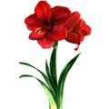 Red Amaryllis flower, hippeastrum Royalty Free Stock Photo