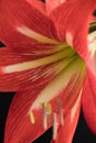 Red amaryllis flower isolated on a black background Royalty Free Stock Photo