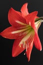 Red amaryllis flower isolated on a black background Royalty Free Stock Photo