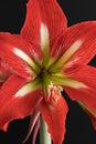 Red amaryllis flower isolated on a black background Royalty Free Stock Photo