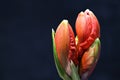 Red Amaryllis flower macro close up Royalty Free Stock Photo