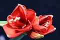 Red Amaryllis flower macro close up Royalty Free Stock Photo