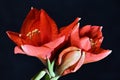 Red Amaryllis flower macro close up Royalty Free Stock Photo