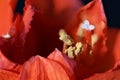 Red Amaryllis flower macro close up Royalty Free Stock Photo
