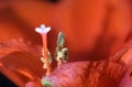 Red Amaryllis flower macro close up Royalty Free Stock Photo