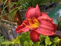 Red Amaryllis Flower Royalty Free Stock Photo