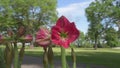 Red Amaryllis Flower in Park