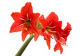 Red Amaryllis flower on white Royalty Free Stock Photo