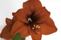 Red Amaryllis Flower