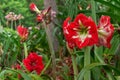 Red amaryllis flower in the wild Royalty Free Stock Photo