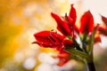 Red amaryllis flower on yellow bokeh background Royalty Free Stock Photo