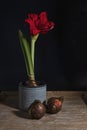 with red amaryllis in a flowerpot with two bulbs in the foreground Royalty Free Stock Photo