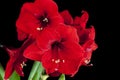 Red Amaryllis Flowers