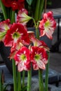 Red Amaryllis flowers in bloom Royalty Free Stock Photo