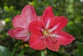 Red Amaryllis Flowers