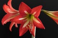 Red amaryllis flowers isolated on a black background Royalty Free Stock Photo