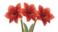 Vibrant Red Amaryllis Flowers Isolated on White Background Royalty Free Stock Photo