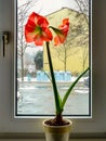 Red amaryllis flowrs on the windowsill in winter