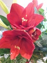 Red Amaryllis in full bloom