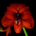 Red Amaryllis Hippeastrum in full bloom.