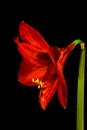 Red Amaryllis Hippeastrum in full bloom Vertical with stem