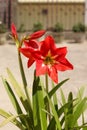 Red Amaryllis Lily Flowers on a Plant