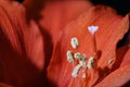 Red Amaryllis macro close up Royalty Free Stock Photo