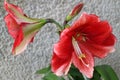 Red Amaryllis With Soft Petals And Long White Stamens