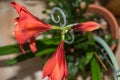 Red amaryllis - trio on the stem