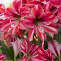 Red Amaryllis with white lines. A bunch of of amaryllis with lots of blossoms. Royalty Free Stock Photo