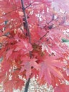 Red amazing leaves of the hight tree in the park