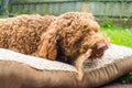 Red Cavoodle chewing on rawhide alternative natural chew