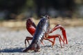 Red American crayfish in the Zuidplaspolder