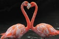 A Red American Flamingo or Phoenicopterus ruber Royalty Free Stock Photo